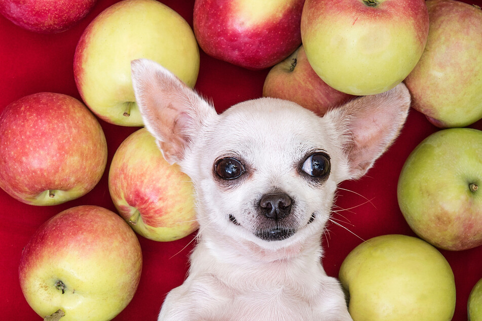 Dogs love to eat human food, as it makes them feel closer to their owner, but are apples okay?