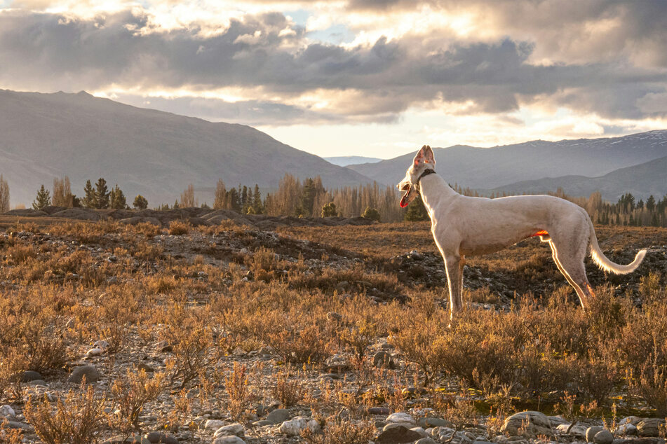 Few dogs are sportier than the greyhound.