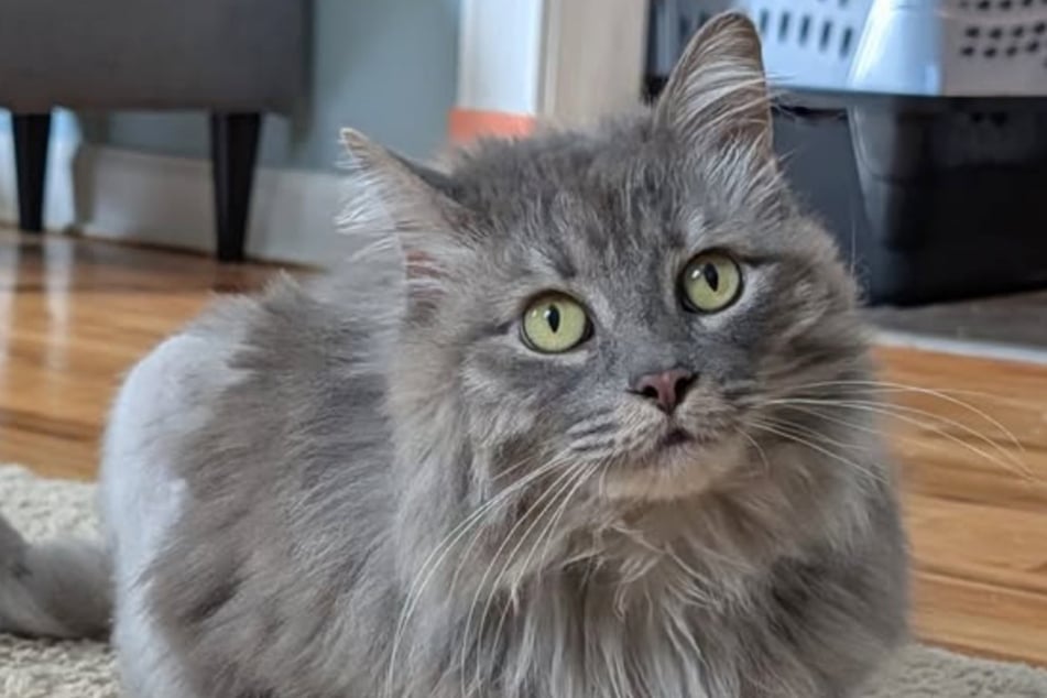 Willow is still looking for a new family.