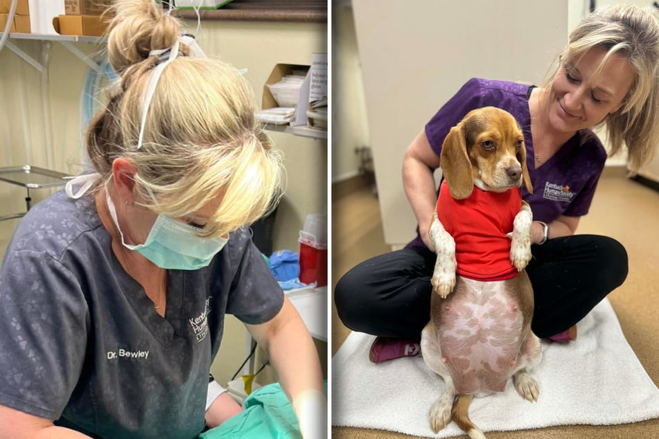 Dog carers are stunned to see this pregnant Beagle's bizarre belly scans: "Winnie the Pooch!"