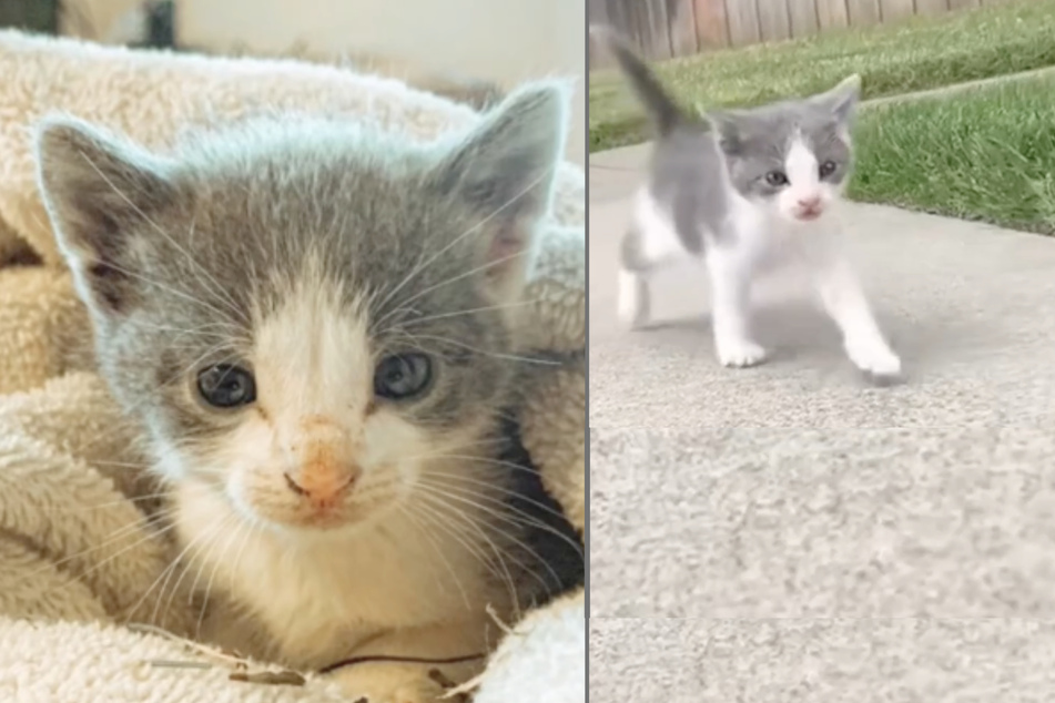 Leo the cat was still a kitten when he was discovered and adopted by Jomarie King Palma five years ago.