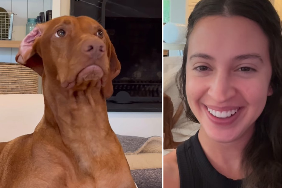 Clyde the dog was caught on film being very naughty at doggy daycare, and now internet users are rolling with laughter at his hysterical antics!