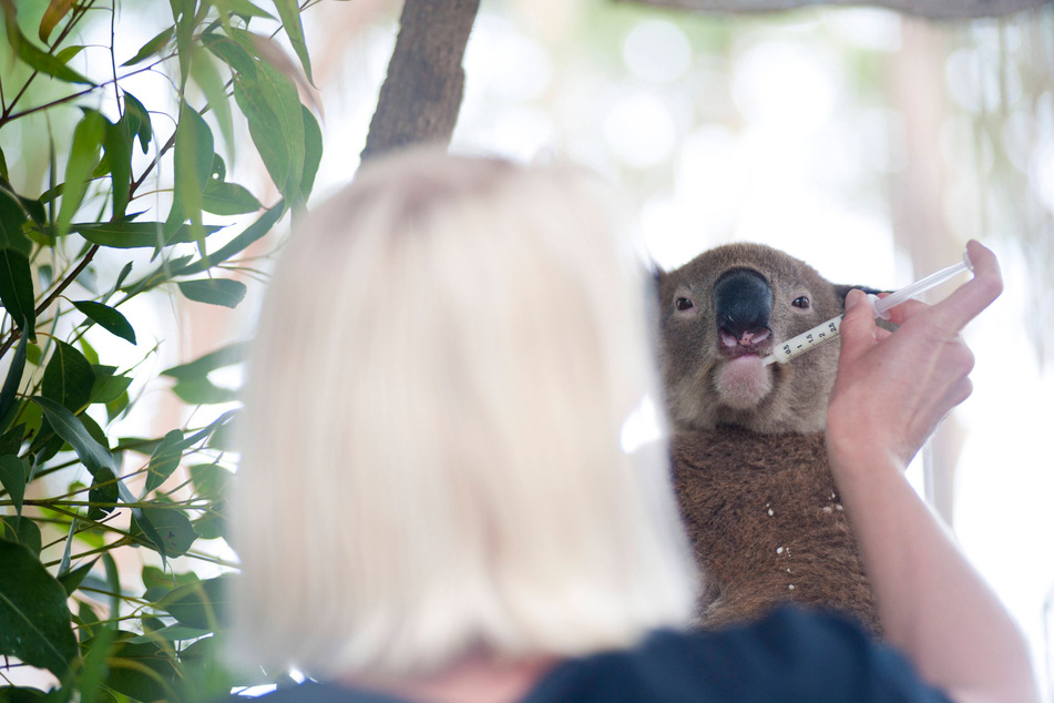 Koala populations are collapsing at an alarming rate.