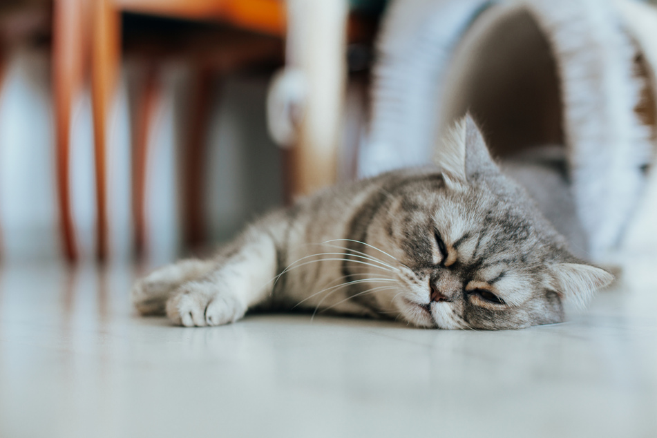 If you have the suspicion that your cat is ill, you should consult a vet.
