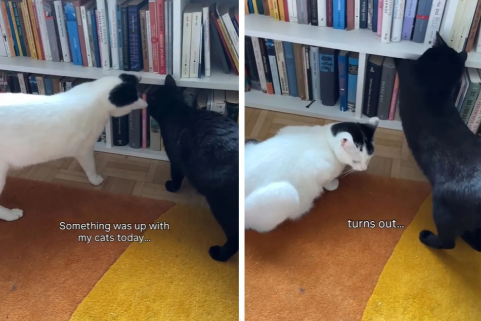Cat owner finds out why her feline friends are suddenly obsessed with books in viral video