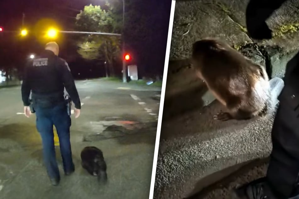 Eager beaver in Washington blocks traffic and refuses to cooperate!