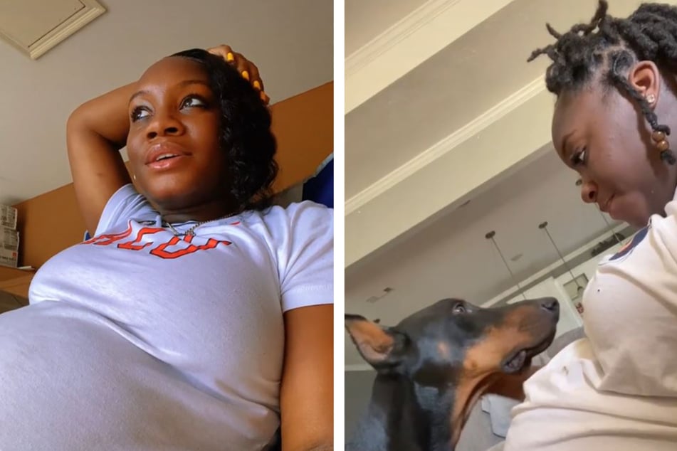 Doberman Pinscher feels baby kick and warms hearts with his response