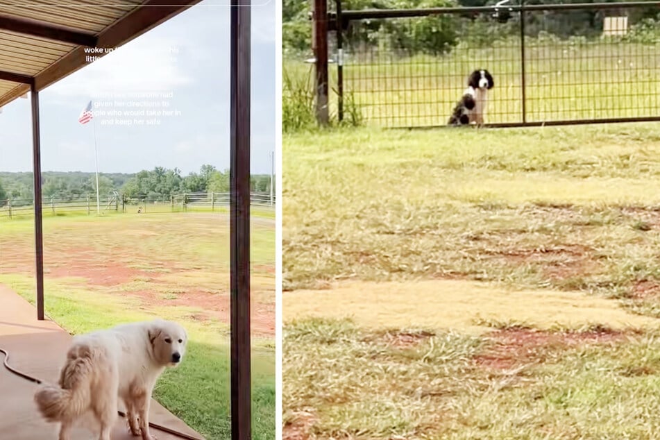 When looking out the window, a TikToker spotted an abandoned puppy at her gate. Her dog signaled it, too.