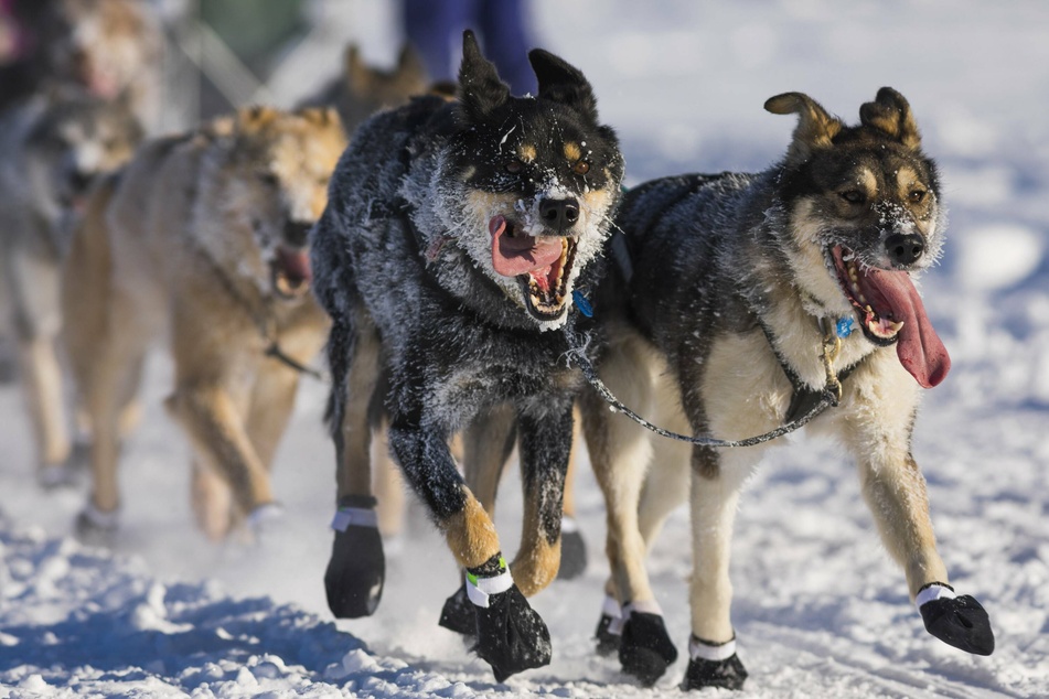 The world's toughest dog sled race has begun – and Covid will make it even tougher!