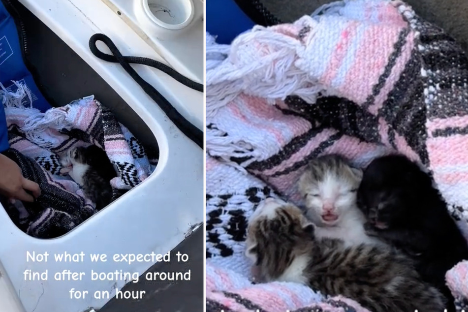 Not even the ocean is safe from the kitten distribution system!