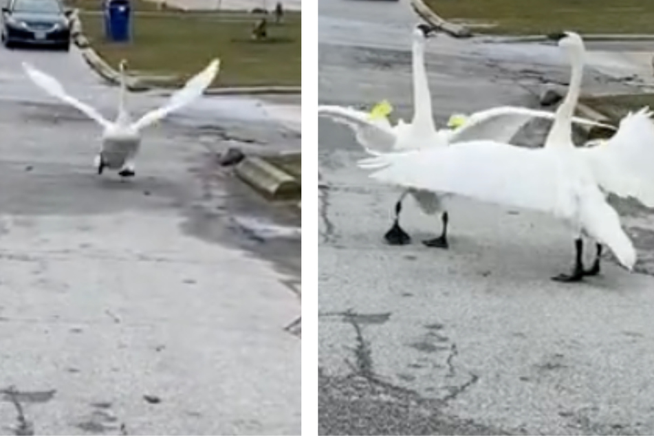 Swan mates have magical "romance novel" reunion in viral TikTok