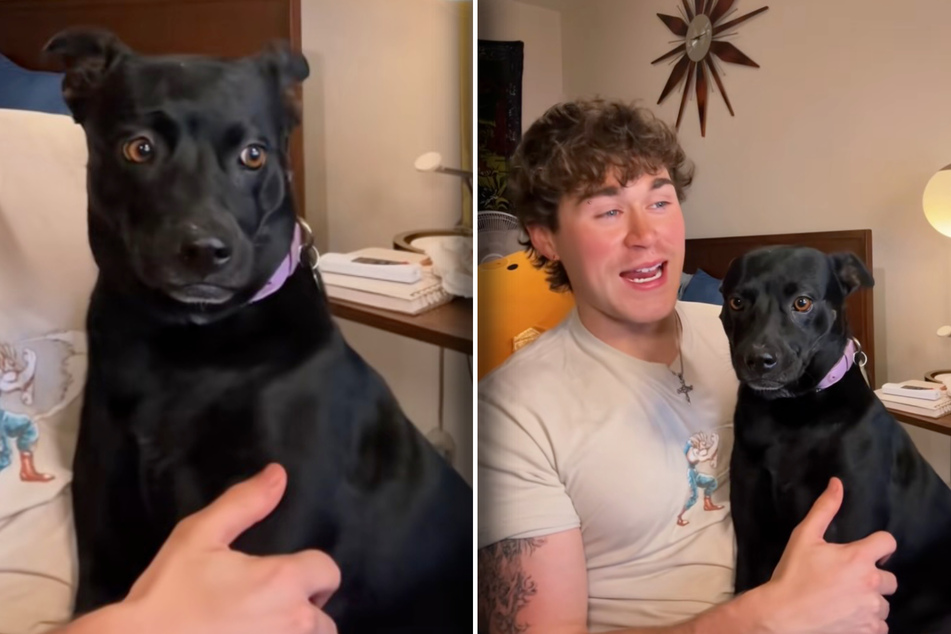 Dog owner gets DNA test for "weird looking" pup – and receives wild results!
