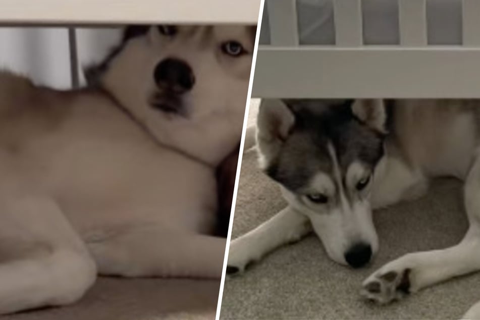 Husky adorably sleeps under boy's crib every night: "No monsters under this bed"