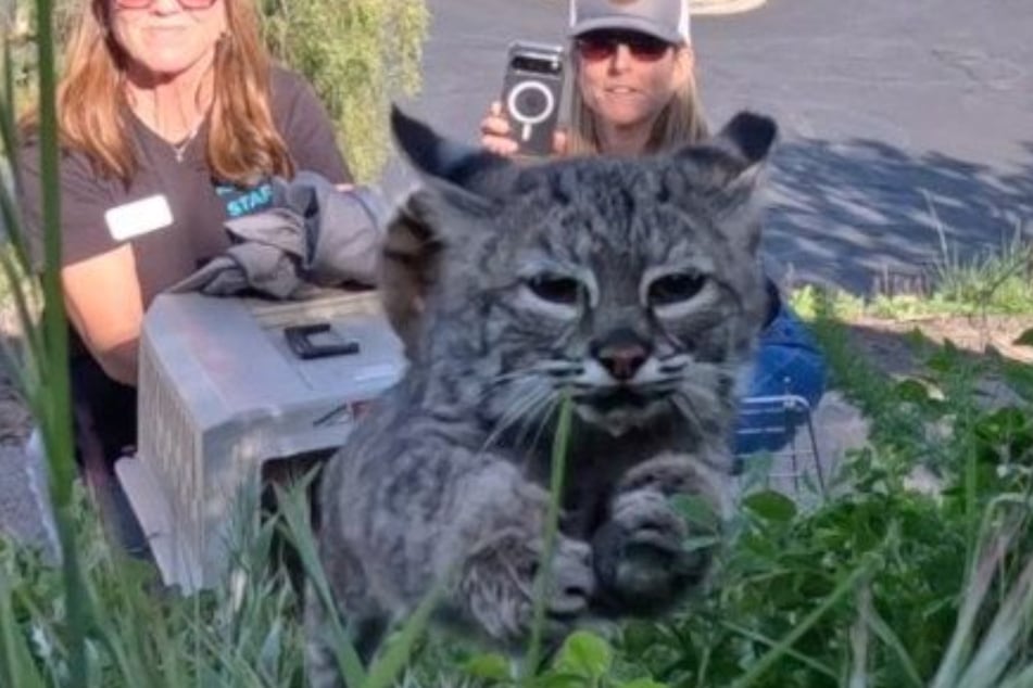 After four months, the animal was released back into the wild.