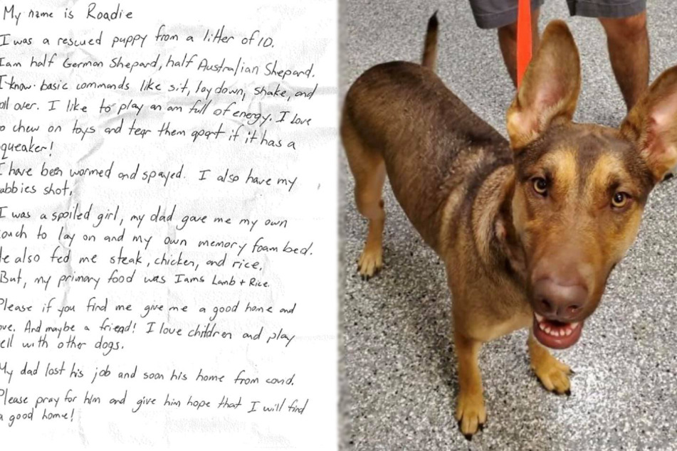 Abandoned dog has a note on her collar with heartbreaking message