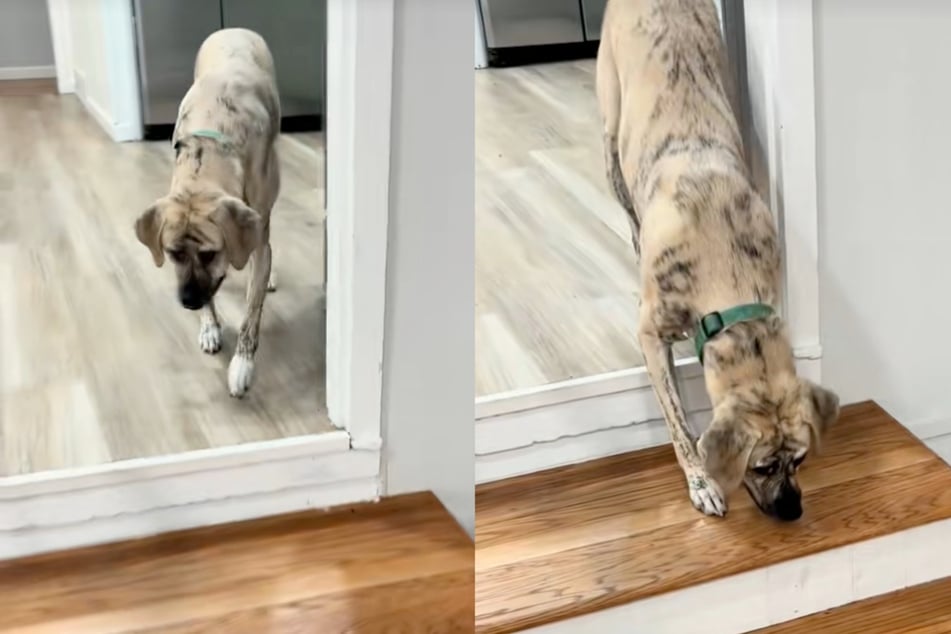 Dog is terrified of his new home: what happens next melts countless hearts