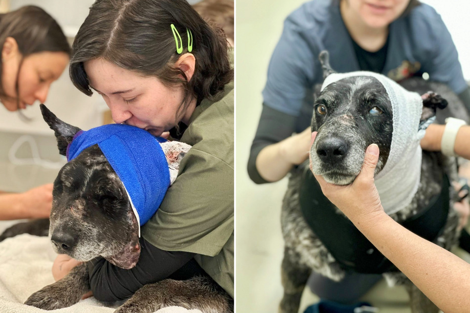 The face of the guard dog Honey was so swollen that she could hardly see anything.