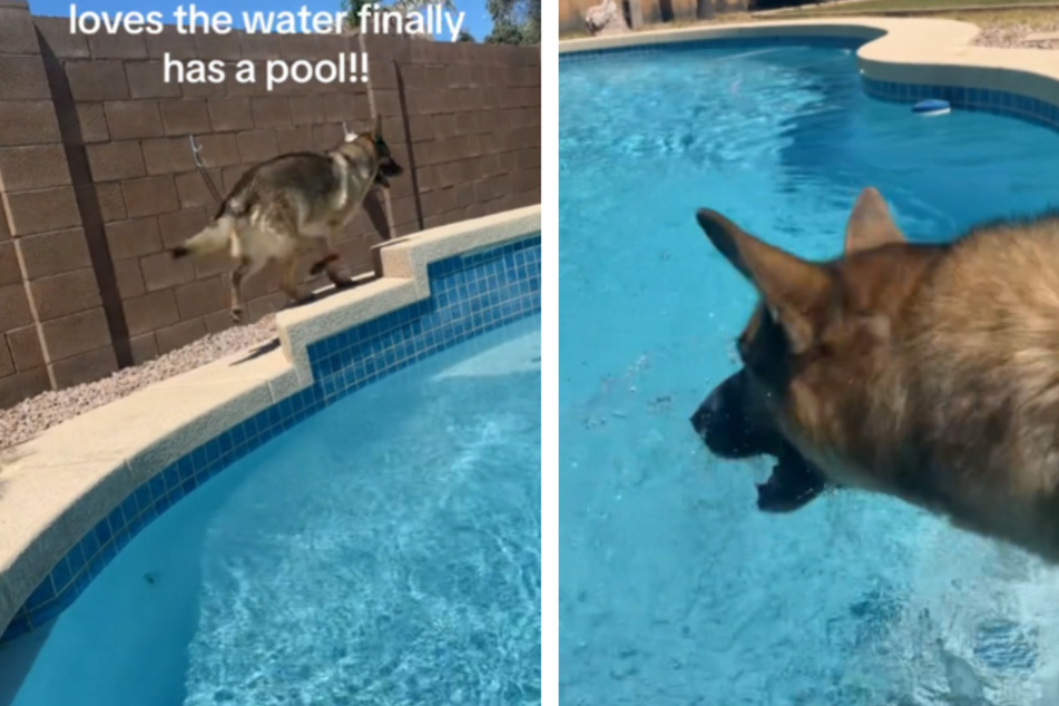 Dog's reaction to his family's new pool has the internet crying happy tears