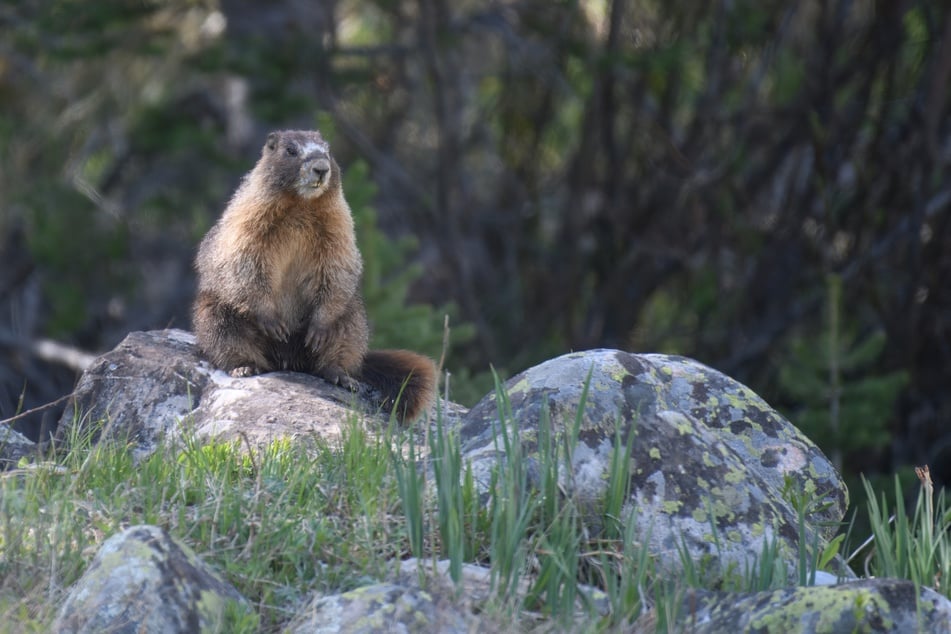 Cirtoen is a new face in the Colorado colony, but he's packed on the pounds.
