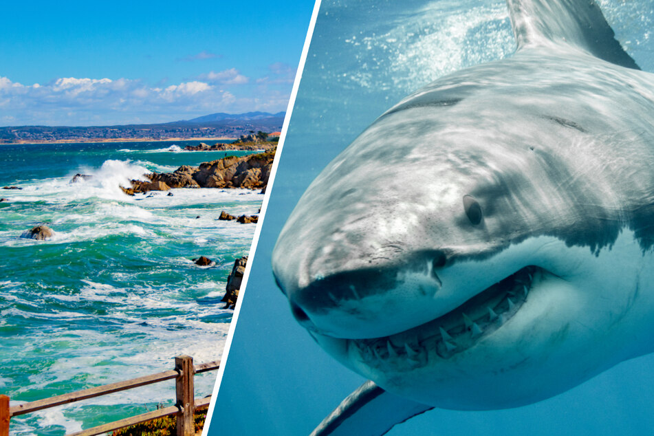 California swimmer somehow survives bite from 20-foot great white shark!