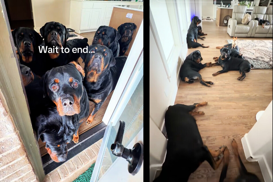 Ruben Gonzales has nine Rottweiler dogs living under one roof – plus a tiny Chihuahua.