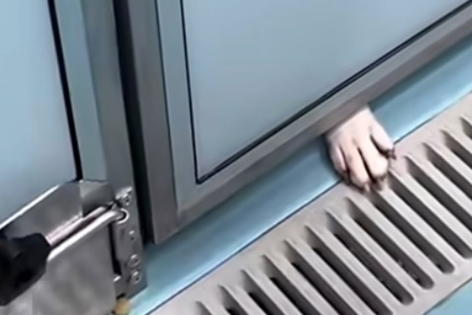 Shelter dog makes simple desperate plea for connection in viral clip