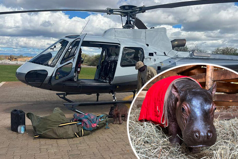 Orphaned baby hippo can't sleep after losing his mom – what his rescuers do next changes everything