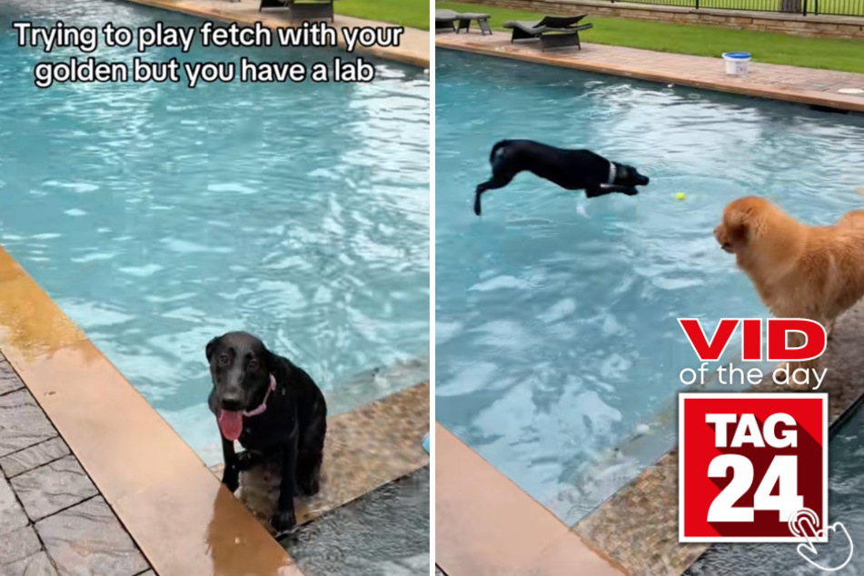 This black Lab's speedy pool dive leaves his golden retriever sibling completely outplayed!