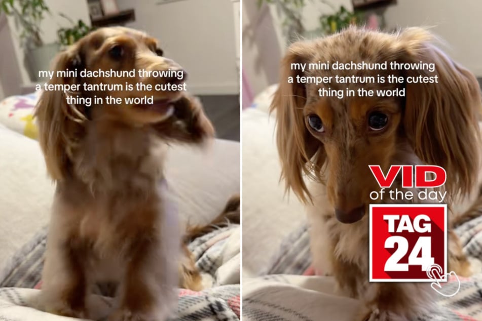 Viral Video of the Day for February 27, 2026: Mini dachshund throws adorable temper tantrum on TikTok