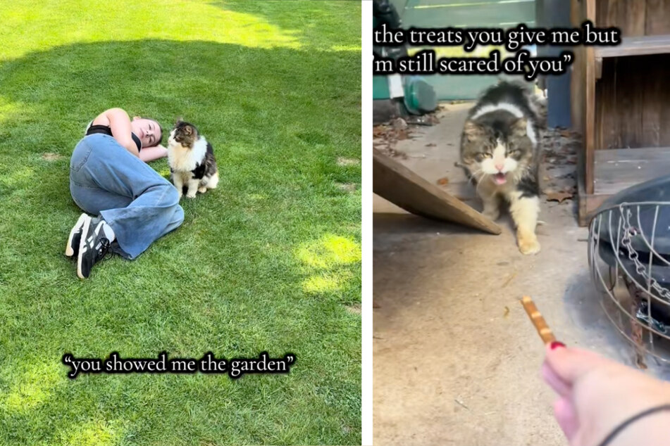 Terrified stray cat becomes a pampered pet in heartwarming viral video