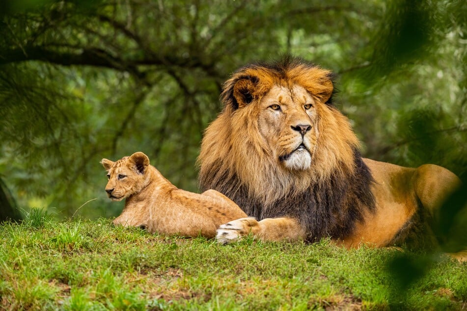 After lions attacked livestock in Kenya, herders have killed 10 of the predatory cats in one week (stock image).