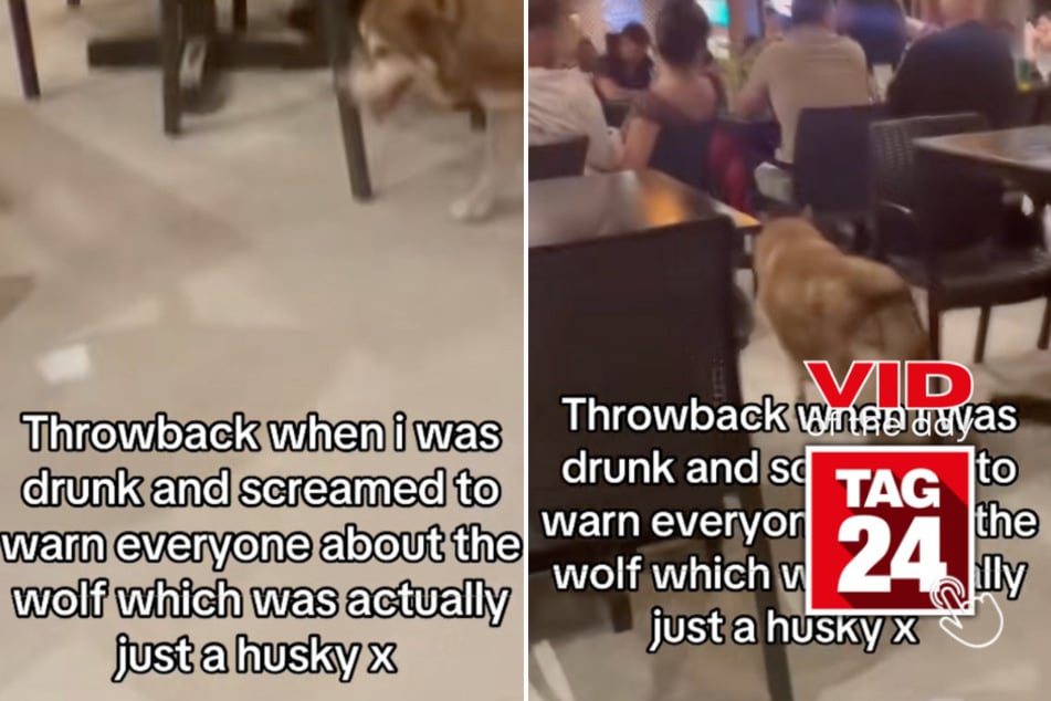 Viral Video of the Day for April 16, 2025: Drunk woman mistakes dog for wolf in hilarious clip!