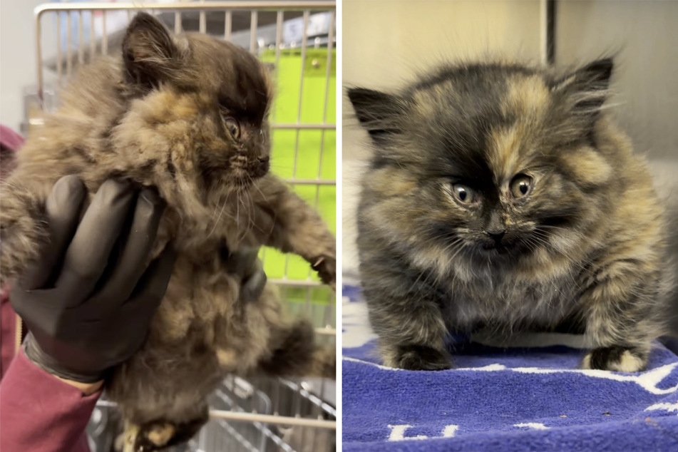 The vet in charge, Dr. Phil Caldwell, was astonished when the bloated kitten Zoe was handed in at the shelter.