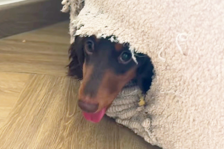 The dog peeks proudly out of her refuge, but her work on it took a long time.