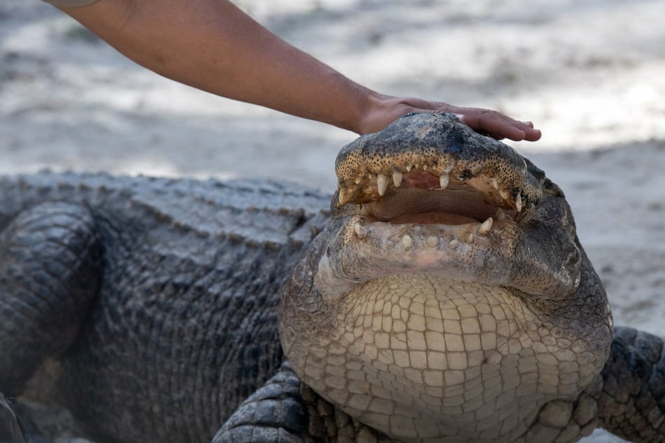 Louisiana man disappears after alligator attack during Hurricane Ida
