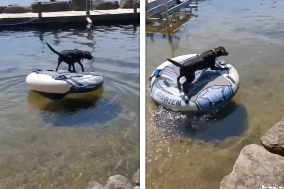 In another video, the Labrador tries to help a person in the lake, although he does not need help.
