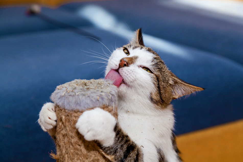 Treating the old scratching post with catnip makes it interesting for cats again.