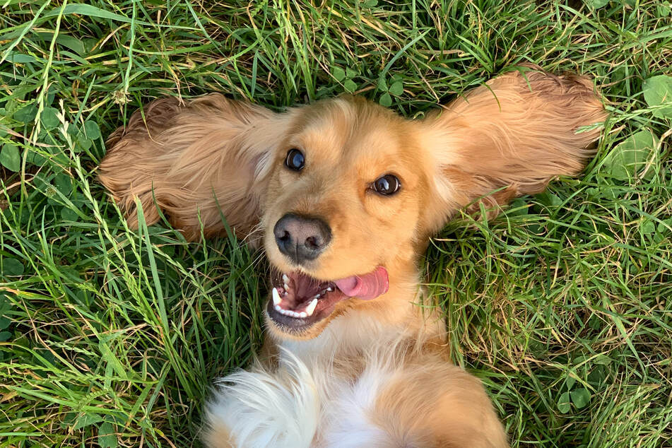 Dogs can get very excited about human food, but you must be careful about what you give them.