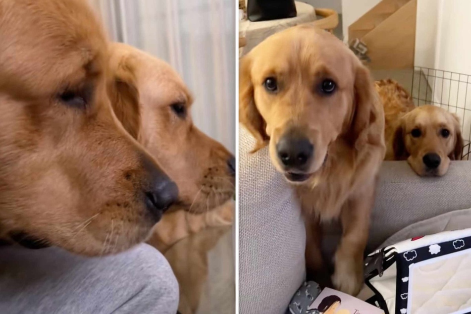 What do dogs Honey and Mustard want so urgently from their owner?