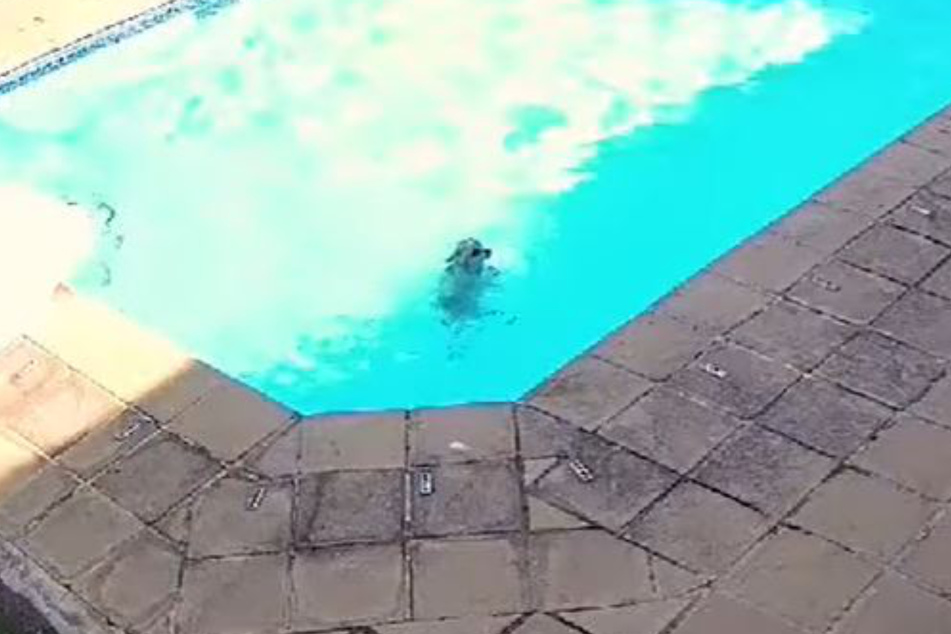 Chuck really fought for his life, swimming for over half an hour.