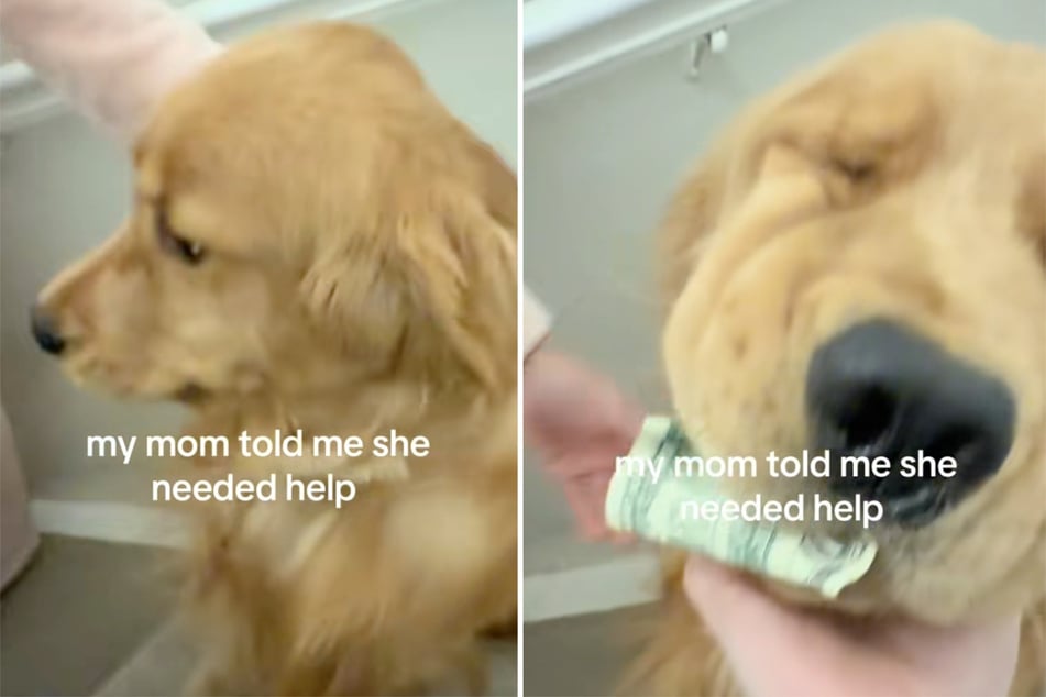 Milo the Golden Retriever dog tried to make off with the money.