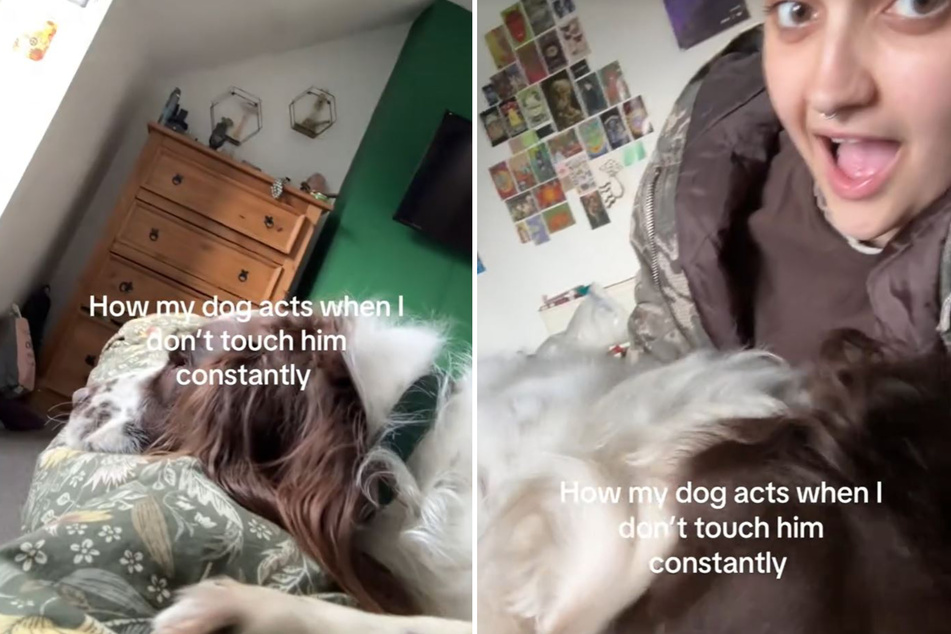 Springer spaniel Watson was furious about his owner's lack of pets!