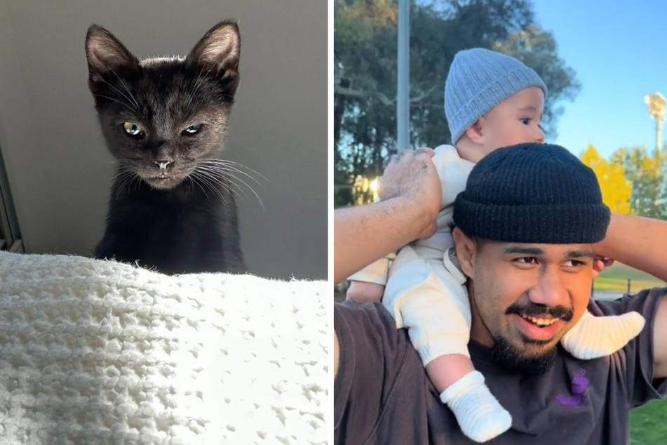 Cat's dramatic reaction to new baby goes viral: "Otis doesn't like to share"