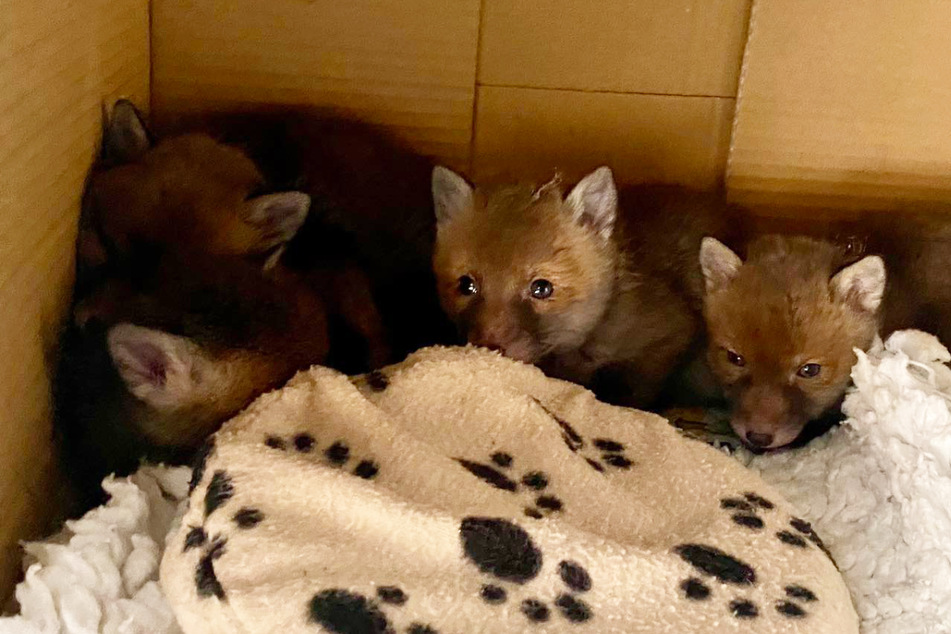 They're probably not quite comfortable with humans yet, but for now the fox kits are safe.