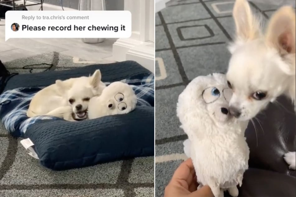 D.D. and her stuffed animal look very similar even before the pooch made some modifications to it.