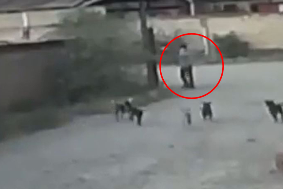 Mexican man dies in gruesome dog attack