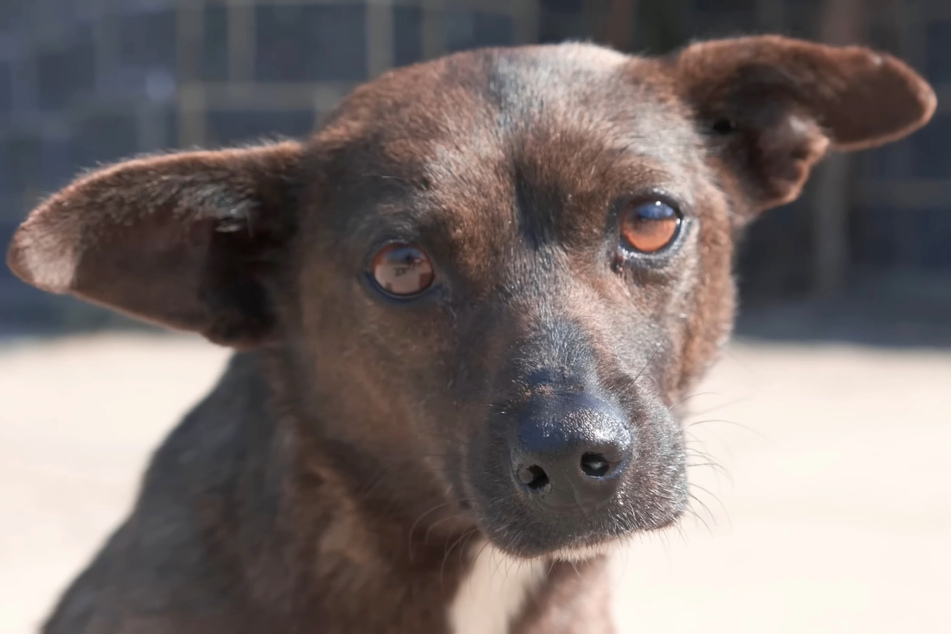 This stray dog's look broke the seasoned rescuer's heart.