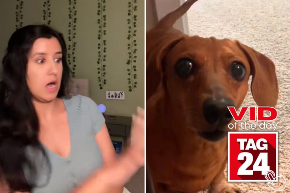 Viral Video of the Day for May 18, 2023: Dachshund detective mission: lost toy