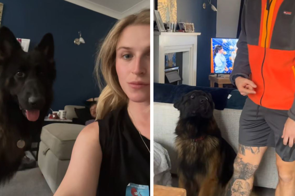 Dog has priceless reaction after he's caught going through the trash