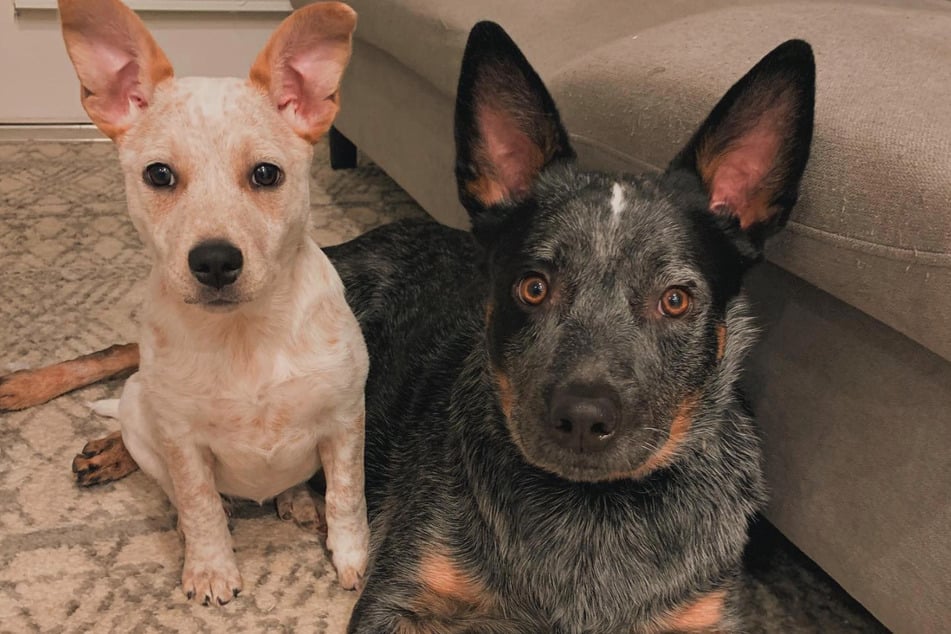 Reese (l.) and Roxx are furry siblings that "bark" together despite Reese's disability.